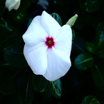 Allessaria